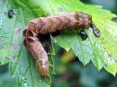 Melanchra_persicariae_larva_taplatarhayokkonen_toukka_IMG_3086.JPG