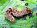 Melanchra_persicariae_larva_taplatarhayokkonen_toukka_IMG_3090.JPG