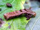 Melanchra_persicariae_larva_taplatarhayokkonen_toukka_IMG_3093.JPG