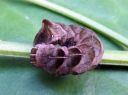 Melanchra_persicariae_larva_taplatarhayokkonen_toukka_IMG_5641.JPG