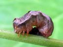 Melanchra_persicariae_larva_taplatarhayokkonen_toukka_IMG_5643.JPG