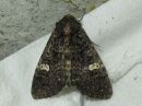 Tiedostonimi=Melanchra_persicariae_taplatarhayokkonen_IMG_6684.jpg
Tiedostokoko=86kt
Koko=600x450
Lisätty=07.04.2018 Melanchra_persicariae_taplatarhayokkonen_IMG_6684.jpg