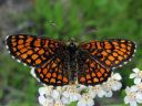 Melitaea_athalia_ratamoverkkoperhonen_IMG_0308.jpg