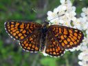 Melitaea_athalia_ratamoverkkoperhonen_IMG_0310.jpg