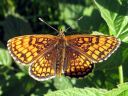 Melitaea_athalia_ratamoverkkoperhonen_IMG_0559.jpg