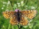 Melitaea_athalia_ratamoverkkoperhonen_IMG_5196.jpg