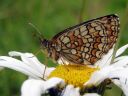 Melitaea_athalia_ratamoverkkoperhonen_IMG_5303.jpg