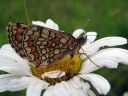 Melitaea_athalia_ratamoverkkoperhonen_IMG_5308.jpg