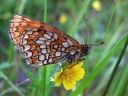 Melitaea_athalia_ratamoverkkoperhonen_IMG_5317.jpg