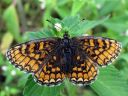 Melitaea_athalia_ratamoverkkoperhonen_IMG_5450.jpg