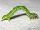 Mesoleuca__albicillata_larva_vattumittari_toukka_17_8_2015.JPG