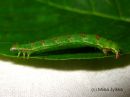 Mesoleuca__albicillata_larva_vattumittari_toukka_19_8_2015_28229.JPG