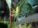 Micrommata_virescens_female_viherjahdikki_naaras_IMG_5436.JPG