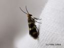 Micropterix_aureatella_kirjoleukaperhonen_13_6_2014.jpg