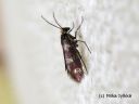 Micropterix_aureatella_kirjoleukaperhonen_19_6_2014.jpg