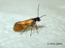 Micropterix_mansuetella_pohjanleukanen_29_6_2017~0.jpg