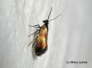 Micropterix_mansuetella_pohjanleukanen_30_6_2017.jpg