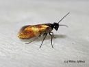 Micropterix_mansuetella_pohjanleukanen_30_6_2017~0.jpg