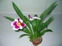 Miltonia__Summer_Velvet__20050309_IMG_3603.jpg