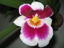 Miltonia__Summer_Velvet__20050309_IMG_3606.jpg