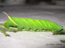 Mimas_tiliae_larva_lehmuskiitaja_toukka_29_8_2015.JPG