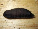 Mimas_tiliae_pupa_lehmuskiitaja_kotelo_IMG_0874.JPG