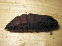 Mimas_tiliae_pupa_lehmuskiitaja_kotelo_IMG_0877.JPG