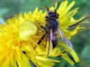 Misumena_vatia_female_kukkaravukki_naaras_IMG_0266.JPG