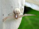 Misumena_vatia_female_kukkaravukki_naaras_IMG_0459.JPG