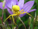 Misumena_vatia_female_kukkaravukki_naaras_IMG_0625.JPG