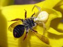 Misumena_vatia_female_kukkaravukki_naaras_IMG_0946.JPG