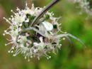 Misumena_vatia_female_kukkaravukki_naaras_IMG_1024.JPG