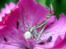 Misumena_vatia_female_kukkaravukki_naaras_IMG_1325.JPG