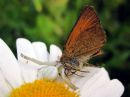 Misumena_vatia_female_kukkaravukki_naaras_IMG_1709.JPG