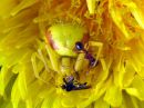 Misumena_vatia_female_kukkaravukki_naaras_IMG_3505.JPG