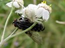 Misumena_vatia_female_kukkaravukki_naaras_IMG_4052.JPG