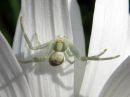 Misumena_vatia_female_kukkaravukki_naaras_IMG_4222.JPG