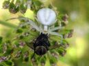 Misumena_vatia_female_kukkaravukki_naaras_IMG_6425.JPG