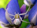 Misumena_vatia_female_kukkaravukki_naaras_IMG_6880.JPG