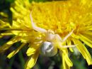 Misumena_vatia_female_kukkaravukki_naaras_IMG_7783.JPG