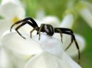 Misumena_vatia_male_kukkaravukki_koiras_IMG_6163.JPG