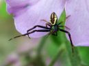 Misumena_vatia_male_kukkaravukki_koiras_IMG_9555.JPG