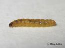 Mompha_raschkiella_larva_piennartupsukoi_toukka_13_7_2016.JPG