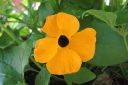 Mustasilmasusanna_Thunbergia_alata_IMG_0370.jpg