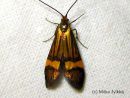 Nemophora_degeerella_metsasurviaiskoi_4_7_2015.jpg