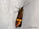 Nemophora_degeerella_metsasurviaiskoi_4_7_2015_28229.jpg