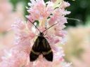 Nemophora_degeerella_metsasurviaiskoi_IMG_1999.JPG