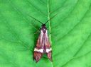 Nemophora_degeerella_metsasurviaiskoi_IMG_2399.JPG