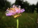 Nemophora_metallica_kultasurviaiskoi_6_7_2016.JPG