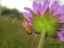 Nemophora_metallica_kultasurviaiskoi_6_7_2018.jpg